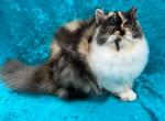 CFA REG CALICO SMOKE GIRL - Persian Kitten For Sale - Tarentum, PA, US