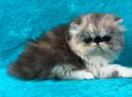 CFA REG SILVER PATCHED TABBY AND WHITE GIRL - Persian Kitten For Sale - 