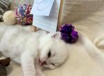 Drizzle - British Shorthair Kitten For Sale - 