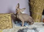 Flame - Sphynx Kitten For Sale - 