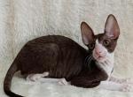 Cosmos - Cornish Rex Kitten For Sale - Brooklyn, NY, US