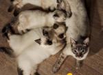 Ragdoll x Siamese Litter - Ragdoll Kitten For Sale - Velpen, IN, US