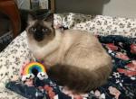 Male Ragdoll - Ragdoll Cat For Sale/Retired Breeding - 