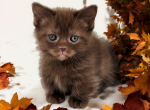 Lindor - Munchkin Kitten For Sale - Joplin, MO, US