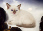 Neo - Munchkin Kitten For Sale - Joplin, MO, US