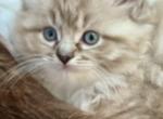 Sadie - Ragdoll Kitten For Sale - 