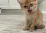 Winnie - British Shorthair Kitten For Sale - 