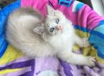 Blue bicolor kitten - Ragdoll Kitten For Sale - 