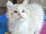 Blue bicolor ragdoll kitten - Ragdoll Kitten For Sale - Anniston, AL, US