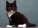 Kelt - Maine Coon Kitten For Sale - Miami, FL, US