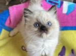 Seal Mitted - Ragdoll Kitten For Sale - Anniston, AL, US