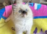 Seal Mitted - Ragdoll Kitten For Sale - Anniston, AL, US