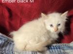 Balinese Flame Point Litter - Balinese Kitten For Sale - NY, US