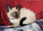 Balinese Blu M Siamese - Balinese Kitten For Sale - NY, US