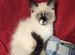 Balinese SnowShoe 1 F and 1 M - Balinese Kitten For Sale - NY, US