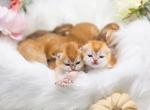 Litter B - Scottish Fold Kitten For Sale - 