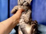 Savannah F6 very cute babies - Savannah Kitten For Sale - FL, US