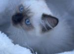 Seal Point Girl - Ragdoll Kitten For Sale - 