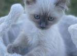 Blue Point Boy - Ragdoll Kitten For Sale - 