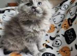 Burberry's Litter - Ragdoll Kitten For Sale - Syracuse, NY, US