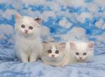 Callies babbies pending deposit - Ragamuffin Kitten For Sale - Poplar Grove, IL, US