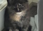 Sissy 2A - Maine Coon Kitten For Sale - Pepperell, MA, US