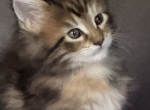 Sissy 2B - Maine Coon Kitten For Sale - 