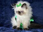 Himalayan Seal Point Male kitten - Himalayan Kitten For Sale - Long Beach, CA, US