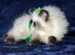 Seal Point kitten - Himalayan Kitten For Sale - Long Beach, CA, US