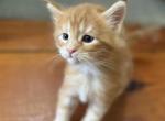 Jill Beans A1 - Maine Coon Kitten For Sale - 