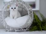 Tessa HappyBRI - British Shorthair Kitten For Sale - 