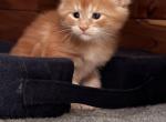 Jill  Beans A2 - Maine Coon Kitten For Sale - Pepperell, MA, US