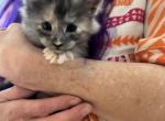 Jill Beans A3 - Maine Coon Kitten For Sale - Pepperell, MA, US