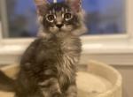 Consul - Maine Coon Kitten For Sale - Houston, TX, US