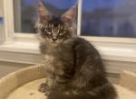 Consul - Maine Coon Kitten For Sale - Houston, TX, US