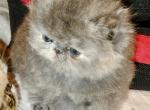 Celeste READY November 14 Tabby Blue Cream Persian - Persian Kitten For Sale - 