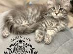 Maine coon boy Tica registered - Maine Coon Kitten For Sale - Plainfield, NJ, US