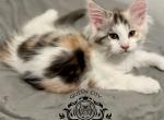 Maine Coon Girl Tica registered - Maine Coon Kitten For Sale - 