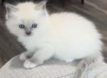 Blue Girl - Ragdoll Kitten For Sale - Los Angeles, CA, US