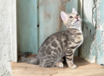 Sprite - Bengal Kitten For Sale - 