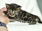 Akuma - Bengal Kitten For Sale - CO, US