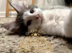 Stormy - Maine Coon Kitten For Sale - 