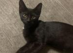 Link - Domestic Kitten For Sale - Miami Gardens, FL, US