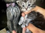 Scarlet babies - Maine Coon Kitten For Sale - 