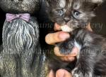 Pretty Sage - Maine Coon Kitten For Sale - Fate, TX, US