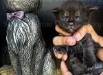 Wednesday - Maine Coon Kitten For Sale - Fate, TX, US