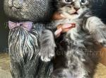 Lilly - Maine Coon Kitten For Sale - Fate, TX, US