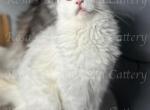 Maya - Maine Coon Kitten For Sale - Fate, TX, US