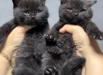 BRITISHKITNCAT British SH Black Males - British Shorthair Kitten For Sale - Clearwater, FL, US