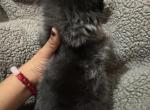 Franco - American Longhair Kitten For Sale - Portland, OR, US